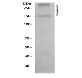 Western blot testing of human HepG2 cell lysate with MRP2 antibody. Predicted molecular weight: 174-250 kDa depending on degree of glycosylation.