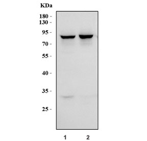 Western blot testing of human 1) RT4 and 2) MCF7 cell lysate with HOOK2 antibody at 0.5ug/ml. Predicted molecular weight ~83 kDa.