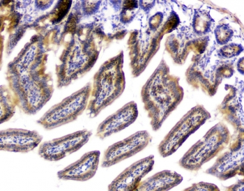 IHC staining of FFPE mouse small intestine with PPCS antibody at 1ug/ml. HIER: boil tissue sections in pH6, 10mM citrate buffer, for 10-20 min and allow to cool before testing.
