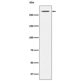 Thyroglobulin Antibody for WB. Western blot analysis using Thyroglobulin Antibody for WB (clone AFEC-20) in mouse thyroid lysate. Lane 1: mouse thyroid lysate. A band is detected at approximately 300 kDa, consistent with the predicted molecular weight of Thyroglobulin (TG), a large glycosylated thyroid hormone precursor protein abundantly produced by thyroid follicular epithelial cells.