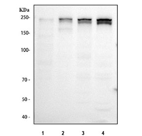 Western blot testing of human 1) ThP-1, 2) Jurkat, 3) HEL and 4) MCF7 cell lysate with ARID2 antibody. Predicted molecular weight: 191/197 kDa (two isoforms).
