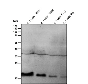 Western blot testing of recombinant human partial IL1 beta protein with IL1B antibody.
