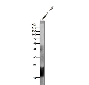 Western blot testing of recombinant human partial IL1 beta protein with IL1B antibody.