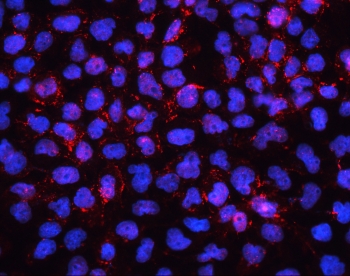 IF/ICC staining of FFPE human A431 cells with EDH1 antibody (red) at 2ug/ml and DAPI nuclear stain (blue). HIER: steam section in pH6 citrate buffer for 20 min.