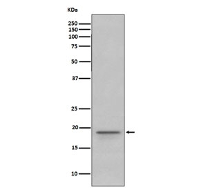 Western blot testing of human fetal brain lysate with Myelin Basic Protein antibody. Expected molecular weight: 20-37 kDa.