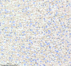 Myelin Basic Protein Antibody in Mouse Brain IHC. Immunohistochemistry staining of FFPE mouse brain tissue with Myelin Basic Protein Antibody / MBP [clone IIE-13]. HIER was performed in EDTA buffer, pH 8.0, followed by blocking with 10% goat serum. The antibody was used at 1:50 overnight at 4oC, followed by a peroxidase-conjugated goat anti-rabbit IgG secondary antibody and DAB detection. This Myelin Basic Protein Antibody demonstrates MBP localization in mouse brain tissue.