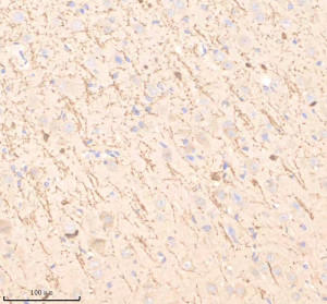 Myelin Basic Protein Antibody in Pig Brain IHC. Immunohistochemistry staining of FFPE pig brain tissue with Myelin Basic Protein Antibody / MBP [clone IIE-13]. HIER was performed in EDTA buffer, pH 8.0, followed by blocking with 10% goat serum. The antibody was used at 1:50 overnight at 4oC, followed by a peroxidase-conjugated goat anti-rabbit IgG secondary antibody and DAB detection. This Myelin Basic Protein Antibody demonstrates MBP localization in pig brain tissue.