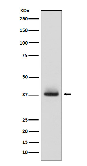 CD235a Antibody in Human Fetal Liver WB. Western blot testing of CD235a Antibody ADOG-7 / Erythroid Marker Antibody in human fetal liver lysate. A strong, discrete band is observed at approximately 38 kDa. Glycophorin A has a calculated polypeptide molecular weight of approximately 16.3 kDa but migrates at a substantially higher apparent molecular weight due to its extensive glycosylation. This CD235a Antibody demonstrates detection of the mature GYPA glycoprotein in human fetal liver.