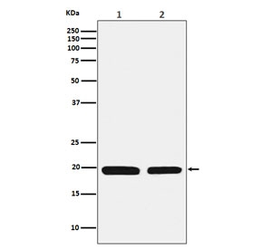 Ferritin Light Chain Antibody HepG2 and Mouse Liver WB. Western blot analysis of 1) human HepG2 and 2) mouse liver lysates using Ferritin Light Chain Antibody detects strong bands at approximately 20 kDa in both samples, consistent with ferritin light chain / FTL. The observed cross-species banding profile supports detection of this intracellular ferritin subunit involved in ferritin complex assembly, iron sequestration, and oxidative stress-responsive cellular regulation pathways in metabolically active hepatic tissues.