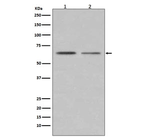 ER alpha Antibody Breast Cancer Cell Line WB. Western blot testing of human 1) MCF7 and 2) T-47D cell lysate with ER alpha antibody. Predicted molecular weight ~66 kDa.