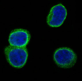 Immunofluorescence analysis of CD3D antibody in human Jurkat cells. CD3D antibody (green) demonstrates prominent membrane-associated fluorescence outlining the cell surface, consistent with CD3 delta localization within the T cell receptor CD3 complex. Nuclear counterstain with DAPI (blue) highlights cell nuclei and confirms cellular integrity. The staining pattern is consistent with surface expression of CD3 delta in T lymphoblastic Jurkat cells.