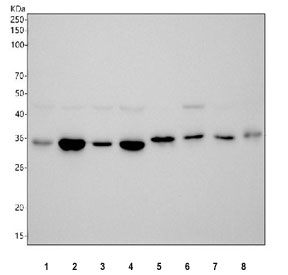 Western blot testing of 1) human HeLa, 2) human Jurkat, 3) human 293T, 4) monkey COS-7, 5) rat thymus, 6) rat PC-12, 7) mouse thymus and 8) mouse SP2/0 cell lysate with Thymidylate Synthase antibody. Predicted molecular weight ~36 kDa.