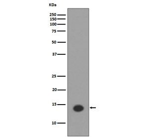 Acetyl-Histone H2A Antibody Lys9 / HIST1H2A Chromatin Accessibility Antibody (clone DEB-8) for WB. Western blot analysis of HIST1H2A / Histone H2A Lys9 acetylation (H2AK9ac) in human HeLa cell lysate treated with Trichostatin A using Acetyl-Histone H2A Antibody Lys9 / HIST1H2A Chromatin Accessibility Antibody. A band is detected at the predicted molecular weight of approximately 14 kDa corresponding to acetylated Histone H2A, consistent with increased chromatin accessibility and histone acetylation following HDAC inhibition.