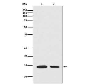 Hydroxyl-Histone H2A Antibody Tyr39 / HIST1H2A Oxidative Chromatin Signaling Antibody (clone DED-8) for WB. Western blot analysis of HIST1H2A / Histone H2A Tyr39 hydroxylation in (1) mouse NIH3T3 and (2) human A549 cell lysates using Hydroxyl-Histone H2A Antibody Tyr39 / HIST1H2A Oxidative Chromatin Signaling Antibody. A band is detected at the predicted molecular weight of approximately 14 kDa corresponding to hydroxylated Histone H2A, consistent with nuclear chromatin-associated modification linked to oxidative signaling and cellular stress response pathways.