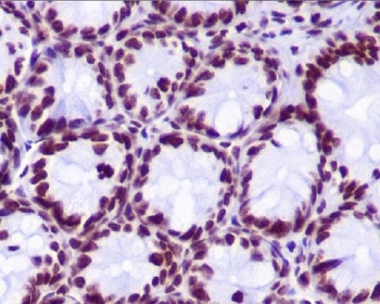 Hydroxyl-Histone H2A Antibody Tyr39 / HIST1H2A Oxidative Chromatin Signaling Antibody (clone DED-8) for IHC. Immunohistochemistry of HIST1H2A / Histone H2A Tyr39 hydroxylation in mouse colon tissue. Formalin-fixed, paraffin-embedded mouse colon sections show strong HRP-DAB brown nuclear staining in epithelial cells lining the glands, with additional nuclear staining in stromal cells, consistent with nuclear localization of hydroxylated Histone H2A and chromatin-associated oxidative signaling. Heat-induced epitope retrieval was performed using pH6 citrate buffer.