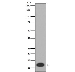 Western blot testing of human HL60 cell lysate with S100A8 antibody. Predicted molecular weight ~11 kDa.