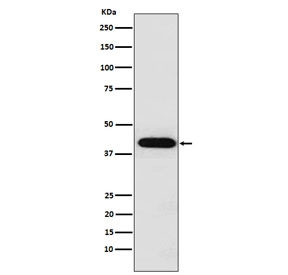 Western blot analysis of INHA Antibody for WB. Western blot testing of human HeLa cell lysate using INHA Antibody for WB (clone AEOF-9) detects a band at approximately 40 kDa, consistent with the predicted molecular weight of Inhibin alpha / INHA. The signal corresponds to the inhibin alpha precursor protein, which may migrate slightly above its calculated size due to glycosylation typical of secreted transforming growth factor beta family proteins.