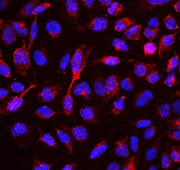 Immunofluorescent staining of FFPE human U-2 OS cells with RBMS3 antibody (red) and DAPI nuclear stain (blue). HIER: boil tissue sections in pH6, 10mM citrate buffer, for 20 min and allow to cool before testing.