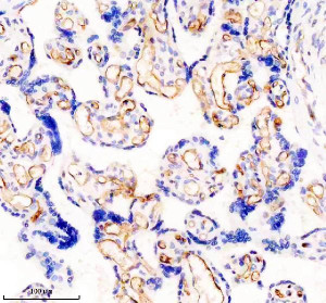 CD54 Antibody DOD-9 in Human Placenta IHC. Immunohistochemistry staining of FFPE human placenta tissue with CD54 Antibody clone DOD-9 shows prominent membranous staining of trophoblast cells lining the chorionic villi, with weaker cytoplasmic staining also visible. This Major Rhinovirus Receptor Antibody was applied at 1:50 overnight at 4oC following heat-induced epitope retrieval in EDTA buffer, pH 8.0, and blocking with 10% goat serum. HRP-based detection was performed using DAB chromogen.