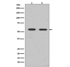 Fyn Antibody WB. Western blot testing of 1) mouse brain and 2) human HEK293 lysate with Fyn antibody. Predicted molecular weight ~59 kDa.