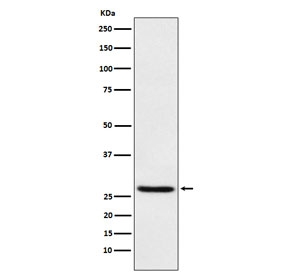 EIF4E Antibody WB. Western blot testing of human HEK293 cell lysate with EIF4E antibody. Predicted molecular weight ~27 kDa.