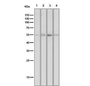Western blot testing of 1) mouse heart, 2) mouse brain, 3) rat heart and 4) rat lung tissue lysate with Tyrosine Hydroxylase antibody. Predicted molecular weight: 55-60 kDa.