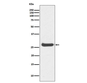 Histone H1.0 Antibody for WB. Western blot analysis of histone H1.0 expression in human kidney tissue lysate. A band is detected at approximately 25-30 kDa, compared to the predicted molecular weight of Histone H1.0 (H1F0) at approximately 20 kDa. The higher apparent molecular weight is consistent with post-translational modifications such as phosphorylation, which are known to alter electrophoretic mobility of linker histone H1 variants and are associated with chromatin stabilization in differentiated cells.