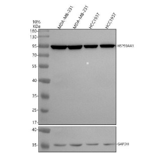 HSP90 alpha/beta Antibody in MDA-MB-231 and HCC1937 Breast Cancer Cells WB. Western blot testing of human MDA-MB-231 and HCC1937 breast cancer cell lysates with HSP90 alpha/beta Antibody shows a strong, specific band at approximately 90 kDa, consistent with the expected molecular weight of HSP90AA1. Samples were separated on an 8% SDS-PAGE gel under reducing conditions, transferred to nitrocellulose, and probed with the antibody at 0.5 ug/ml overnight at 4oC. GAPDH at approximately 35 kDa serves as a loading control and shows comparable protein loading across the four lanes.