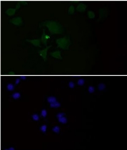 Immunofluorescent staining of FFPE human HeLa cells with HSP90 alpha/beta antibody (green) and DAPI nuclear stain (blue). HIER: steam section in pH6 citrate buffer for 20 min.