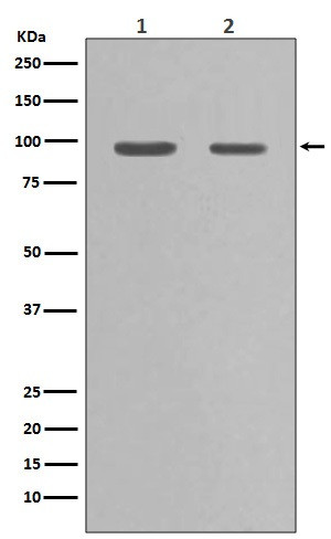 Western blot testing of 1) rat PC-12 and 2) human HeLa cell lysate with HSP90 alpha antibody. Predicted molecular weight: 86-90 kDa.