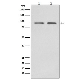 Western blot testing of human 1) HeLa and 2) Jurkat cell lysate with HSP90 beta antibody. Predicted molecular weight: 84-90 kDa.