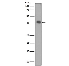 Western blot testing of human SH-SY5Y cell lysate with Synaptophysin Antibody Recombinant Rabbit MAb Clone BGB-19. Predicted molecular weight: 34-38 kDa.