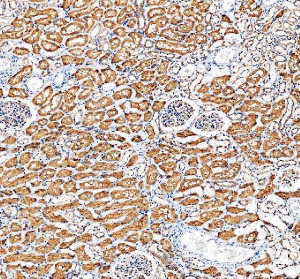 WNT4 Antibody Human Kidney IHC. Immunohistochemical analysis of FFPE human kidney tissue using WNT4 Antibody. Heat-induced epitope retrieval was performed in pH 8.0 EDTA buffer prior to incubation with the primary antibody at 2 ug/mL overnight at 4Â°C. An HRP-conjugated goat anti-rabbit secondary antibody with DAB chromogen was used for visualization. Strong cytoplasmic staining is observed throughout the renal tubular epithelium, while glomeruli exhibit comparatively weaker staining, consistent with endogenous WNT4 expression in kidney tissue. These results demonstrate that WNT4 Antibody, a Developmental Signaling Protein Antibody, specifically detects endogenous WNT4 in FFPE human tissue.