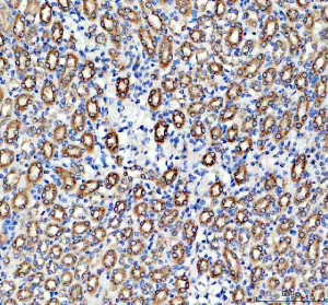 WNT4 Antibody Mouse Kidney IHC. Immunohistochemical analysis of FFPE mouse kidney tissue using WNT4 Antibody. Heat-induced epitope retrieval was performed in pH 8.0 EDTA buffer prior to incubation with the primary antibody at 2 ug/mL overnight at 4Â°C. An HRP-conjugated goat anti-rabbit secondary antibody with DAB chromogen was used for visualization. Prominent cytoplasmic staining is observed throughout the renal tubular epithelium, while glomeruli show comparatively weaker immunoreactivity, consistent with endogenous WNT4 expression in mouse kidney. These results demonstrate that WNT4 Antibody, a Developmental Signaling Protein Antibody, specifically detects endogenous WNT4 in FFPE mouse tissue.