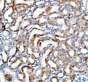 WNT4 Antibody Rat Kidney IHC. Immunohistochemical analysis of FFPE rat kidney tissue using WNT4 Antibody. Heat-induced epitope retrieval was performed in pH 8.0 EDTA buffer prior to incubation with the primary antibody at 2 ug/mL overnight at 4Â°C. An HRP-conjugated goat anti-rabbit secondary antibody with DAB chromogen was used for visualization. Moderate to strong cytoplasmic staining is observed throughout the renal tubular epithelium, with comparatively weaker staining in the glomeruli, consistent with endogenous WNT4 expression in rat kidney. These results demonstrate that WNT4 Antibody, a Developmental Signaling Protein Antibody, specifically detects endogenous WNT4 in FFPE rat tissue.
