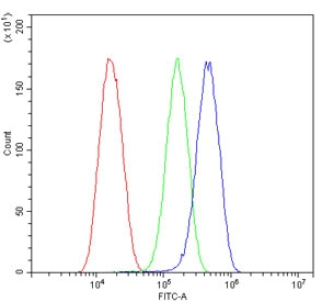 Flow cytometry testing of human U-87 MG cells with CRB1 antibody at 1ug/million cells (blocked with goat sera); Red=cells alone, Green=isotype control, Blue= CRB1 antibody.