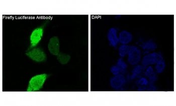 Immunofluorescent staining of human 293 cells transfected with Firefly Luciferase using Firefly Luciferase antibody (green) and DAPI nuclear stain (blue).