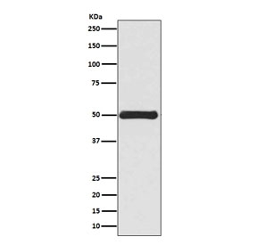 VIM Antibody. Western blot testing of human HEK293 cell lysate with VIM antibody. Expected molecular weight: 53-58 kDa.