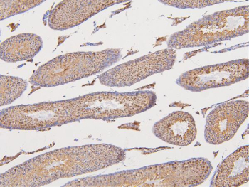 IHC staining of FFPE mouse testis tissue with DAZAP1 antibody. HIER: boil tissue sections in pH6 citrate buffer for 20 min and allow to cool before testing.