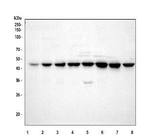 Western blot testing of 1) human AGS, 2) human GES-1, 3) human HGC-27, 4) human HeLa, 5) human Jurkat, 6) human 293T, 7) rat PC-12 and 8) mouse NIH 3T3 cell lysate with DAZAP1 antibody. Predicted molecular weight ~43 kDa.