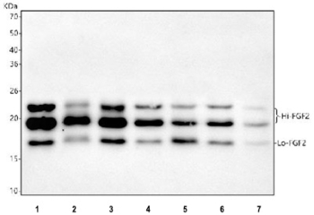 Western blot testing of human 1) HeLa, 2) SiHa, 3) A549, 4) U-251, 5) U-2 OS, 6) PC-3 and 7) SH-SY5Y cell lysate with FGF2 antibody. Predicted molecular weight: 17-31 kDa (multiple isoforms).