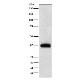 CD7 Antibody for Human PBM WB. Western blot analysis of human peripheral blood mononuclear (PBM) lysate with CD7 antibody ADIG-3 demonstrates a band at approximately 25-40 kDa, consistent with the predicted molecular weight of CD7 and reflecting known glycosylation-dependent mobility of this membrane glycoprotein, supporting detection of endogenous CD7 expression in primary human immune cells.