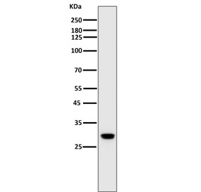 Western blot testing of mouse spleen lysate with Heme Oxygenase 1 antibody. Predicted molecular weight ~32 kDa.