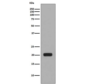 Western blot analysis of CSF1 antibody. Recombinant partial human Colony stimulating factor 1 protein was resolved by SDS-PAGE and probed with CSF1 antibody Rabbit Monoclonal (clone CGI-3). A single immunoreactive band is observed at approximately 20 kDa, consistent with the predicted molecular weight of the recombinant CSF1 fragment. The clean single band supports specific recognition of the target recombinant protein under reducing conditions.