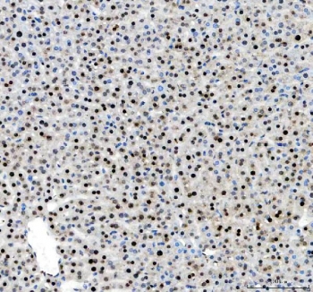 IHC staining of FFPE mouse liver tissue with Histone H2AX antibody. HIER: boil tissue sections in pH8 EDTA for 20 min and allow to cool before testing.