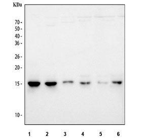 Western blot testing of 1) human HEL, 2) human PC-3, 3) human Caco-2, 4) rat PC-12, 5) rat C6 and 6) mouse NIH 3T3 cell lysate with Histone H2AX antibody. Predicted molecular weight ~15 kDa.