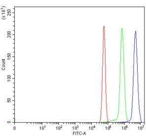Flow cytometry testing of rat RH35 cells with HDAC3 antibody at 1ug/million cells (blocked with goat sera); Red=cells alone, Green=isotype control, Blue= HDAC3 antibody.