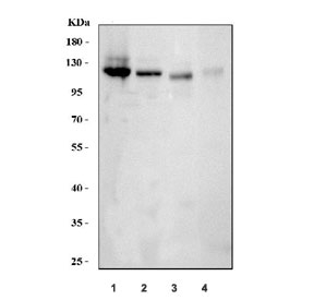 Western blot testing 1) human A431, 2) human A549, 3) rat kidney and 4) mouse kidney tissue lysate with Integrin alpha 6 antibody. Predicted molecular weight ~127 kDa.