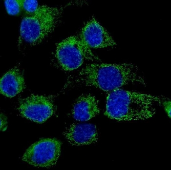 Immunofluorescent staining of FFPE human A431 cells with LONP1 antibody (green) and DAPI nuclear stain (blue). HIER: steam section in pH6 citrate buffer for 20 min.