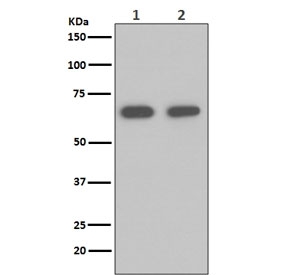 Western blot testing of human 1) K562 and 2) 293T cell lysate with HSP70 antibody. Expected molecular weight ~70 kDa.